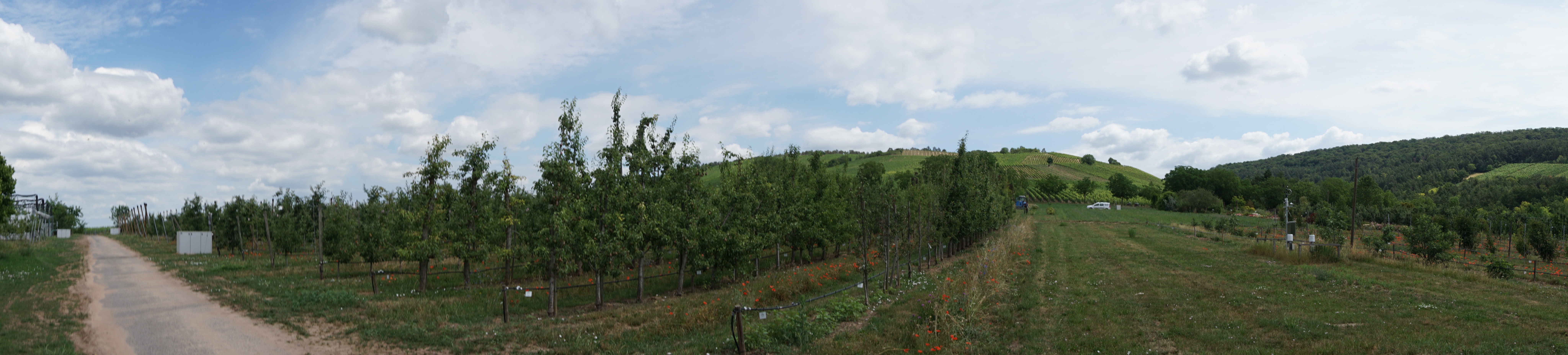 2023 06 28 Veitshochheim 49