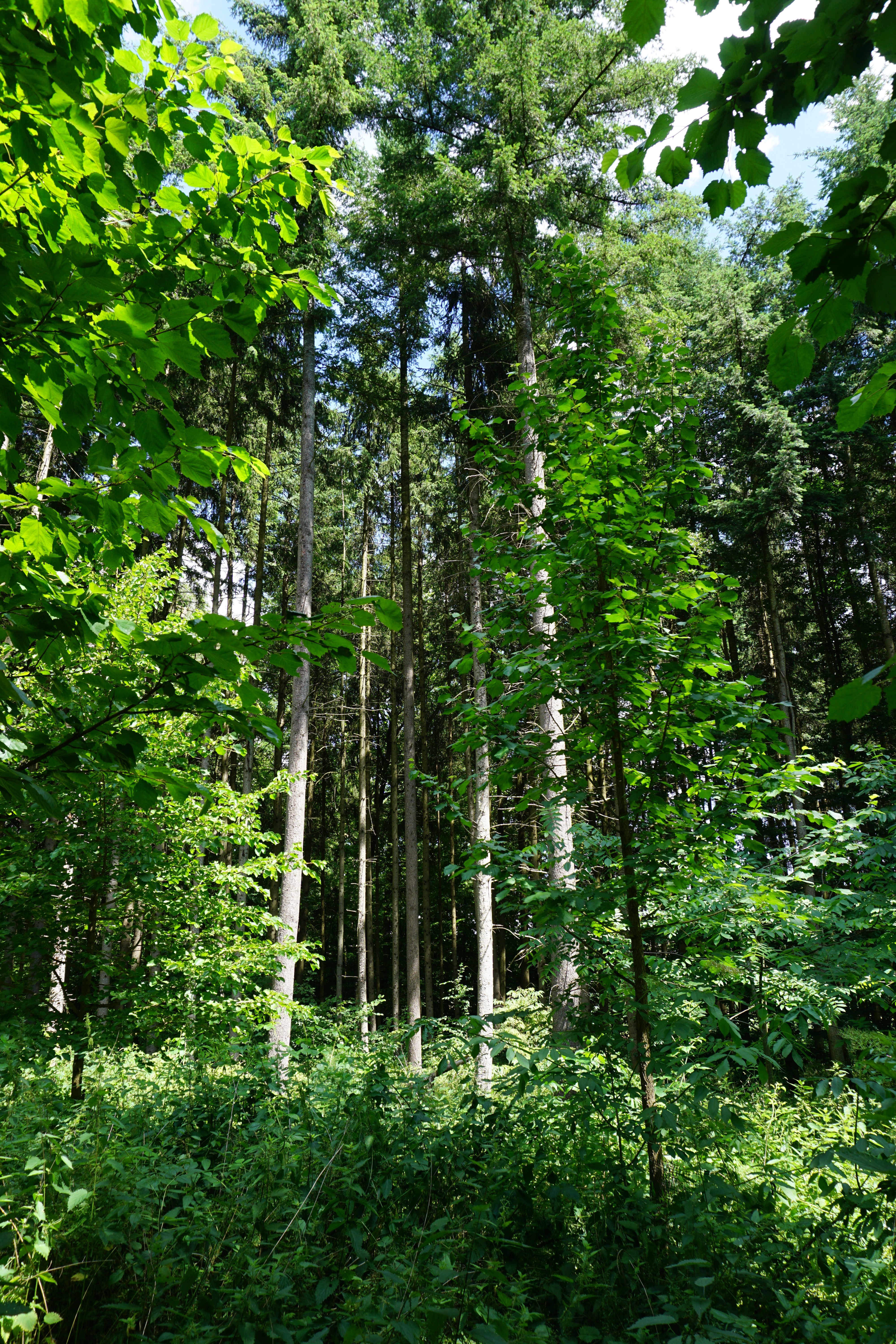 2023 06 28 Veitshochheim 57
