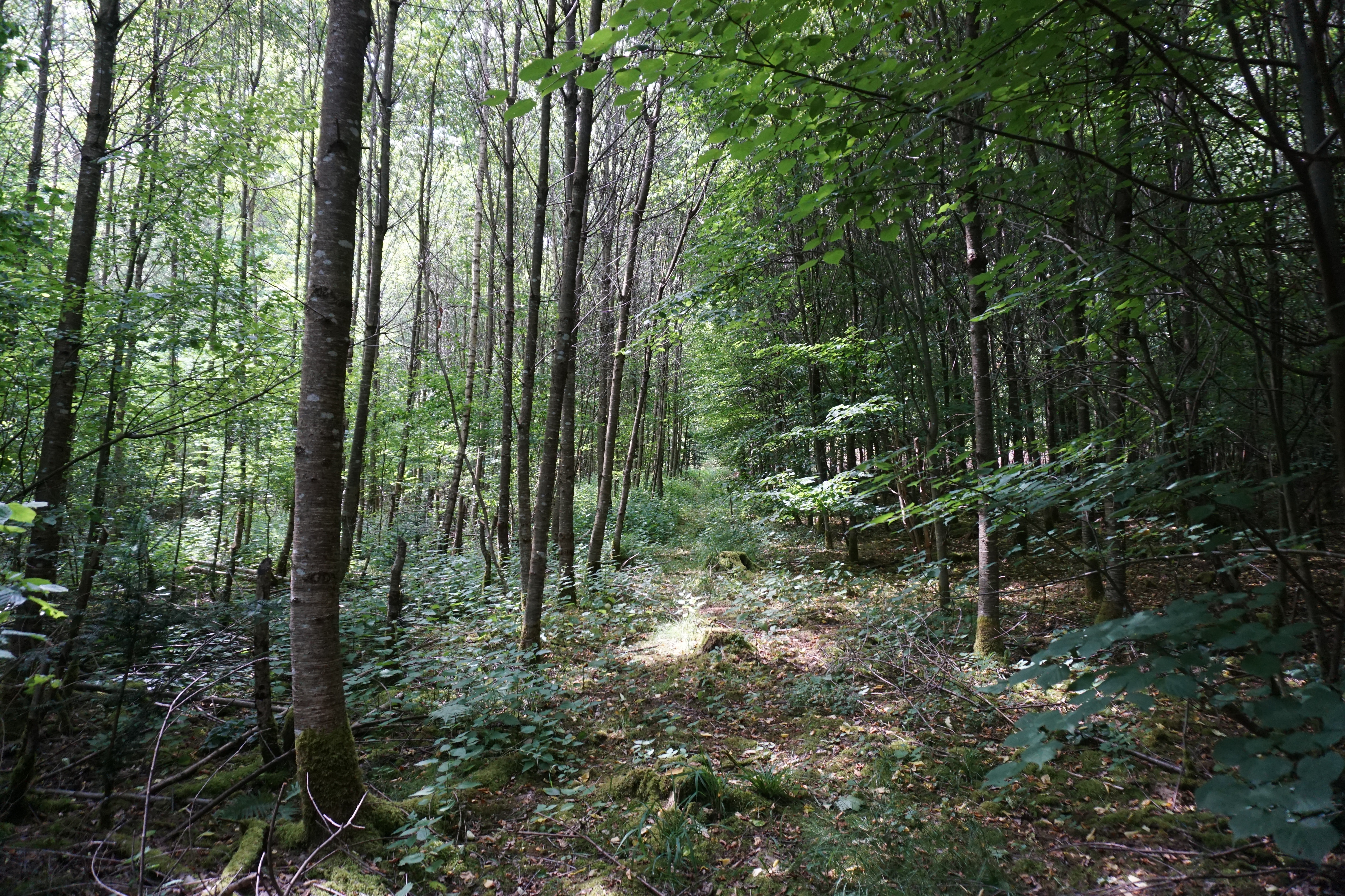 2023 06 28 Veitshochheim 62