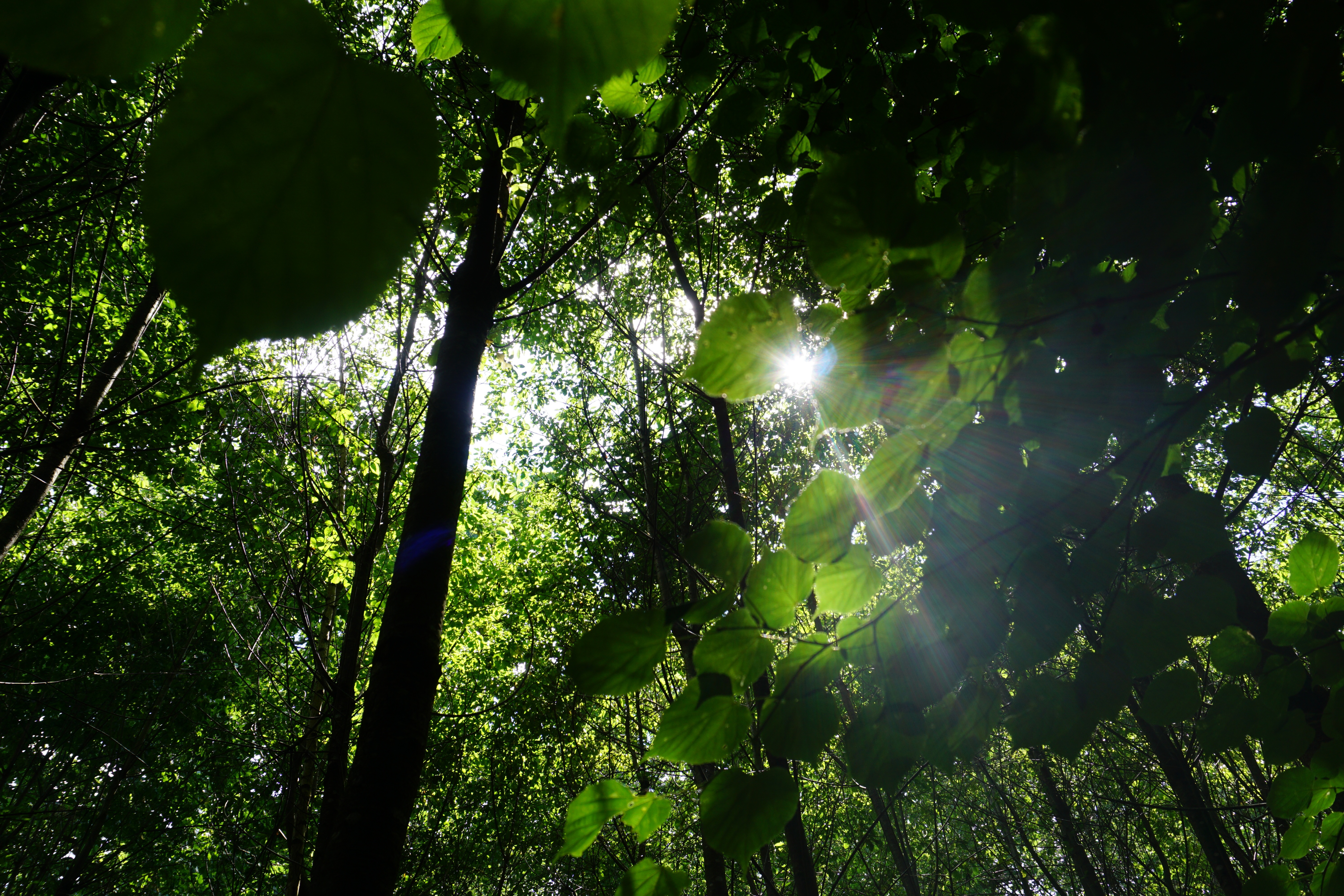 2023 06 28 Veitshochheim 65