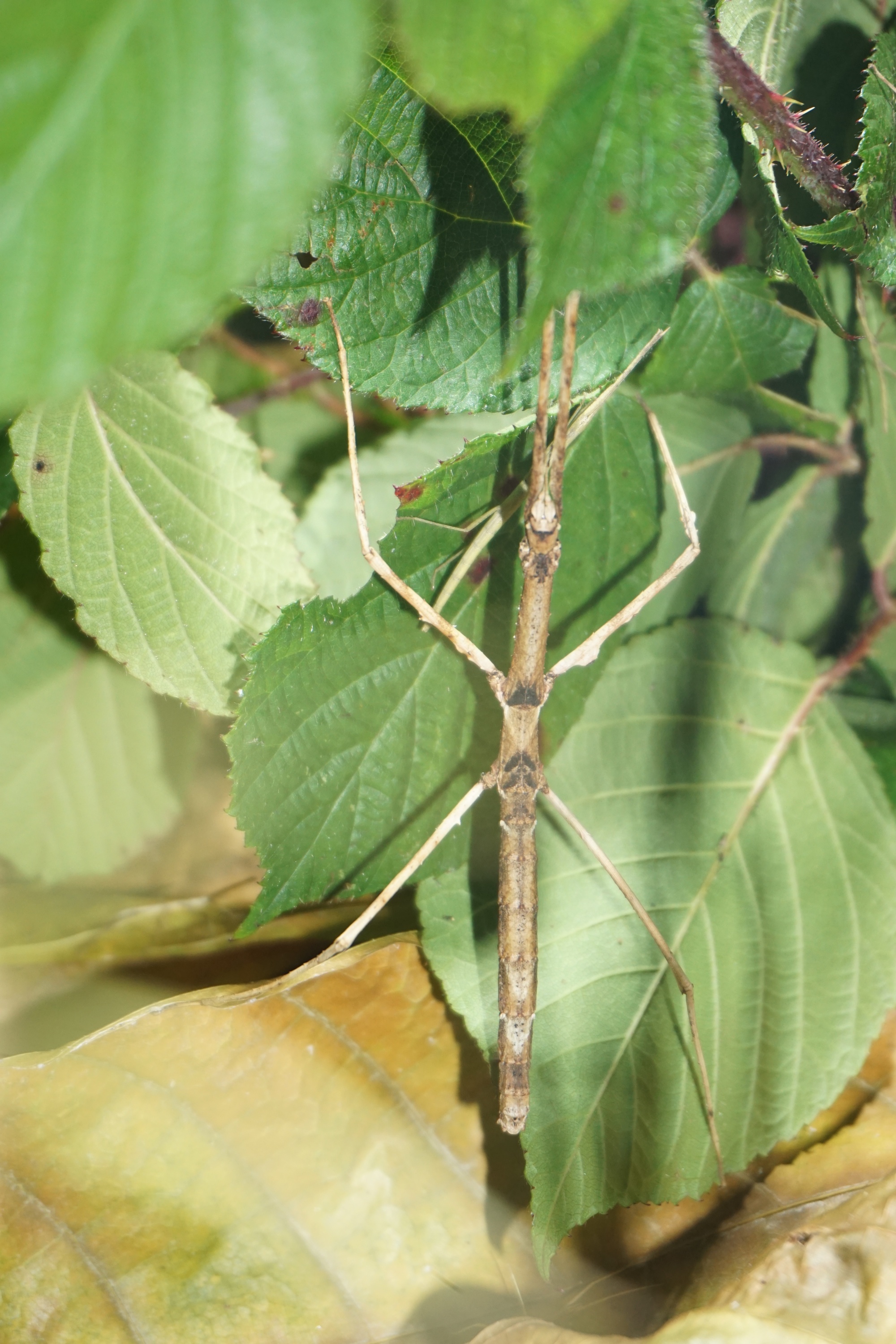 WBV Obleutefahrt 47